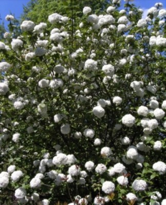 * Der schöne Duftlavendel schützt Ihre Rosen vor Krankheiten und Schädlingen !