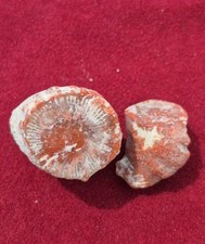 Red Agatized Fossil Horn Coral From Utah  300 Mil Years