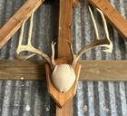 Wall-mounted 10-point white-tailed deer antlers and upper skull — photo 3