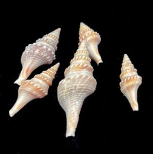 Turid Indian Small cone-shaped craft seashells 5x 3cm to 7 cm