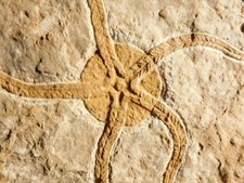 440 Million Year OLD! STARFISH Fossil Ordovician Period Morocco 624gr