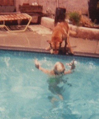 1970s Man Swimming Pool Dog  Jumping Interaction Summer Fun Candid Swing