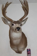 Mule Deer Head Mount Taxidermy Antler Cape Whitetail Log Cabin Decor Hunt Horn