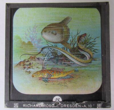 FISH -  MARINE LIFE - SHARKS  etc    Magic Lantern Slide RICHARD ROSCH - DRESDEN
