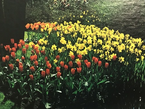 Rompecabezas Tulips By The Water 1000 piezas de colección Rainbow Works SELLADO - Imagen 2 de 6