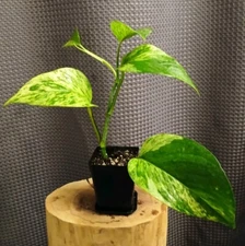Jessenia Pothos Rare  Variegated Epipremnum Growers Choice