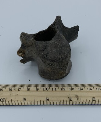 BISON VERTEBRA FOSSIL Holocene Bison Buffalo R6