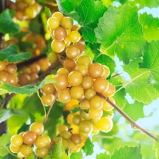 1 - CARLOS Muscadine Live Grape Vine Plant - 1-2 yr Old - Ready for Planting