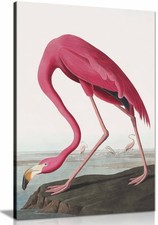 Pink Flamingo Ii 1827 Framed Canvas Print, Pictures for Home Walls Decor