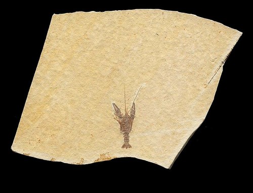 EXTINCTIONS- BEAUTIFUL, TEXTBOOK SOLNHOFEN LOBSTER FOSSIL - FANTASTIC DETAIL! - Picture 1 of 5