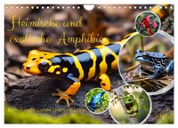 Calendar 2027 · US Version · Native And Exotic Amphibians (Wall Calendar 2027 12