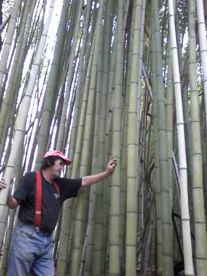 1 FOOT GIANT TIMBER BAMBOO PLANT RHIZOME | eBay