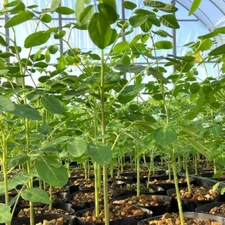 2Pcs Moringa Tree Plant Live, Drumstick Malunggay Plant Live, in 4 Inch Pots