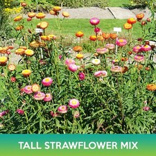 Tall Strawflower Mix Seeds, Helichrysum bracteatum