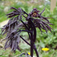 2 Blue Cohosh~Unique woodland plant~Winter Hardy~Ships Bare Root Only