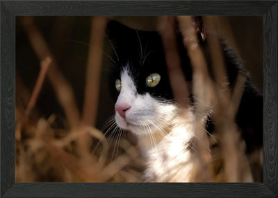 Cat Framed Wall Art Poster Canvas Print Picture