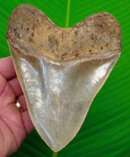 5.45” MEGALODON Shark Tooth w/  ULTRA Serrations- XL BIG - NO Restorations