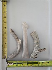 Mâche pour chien trois bois de cerf, 5 à 7 pouces