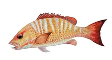 Mangrove Snapper High Quality Decal Sticker Car Truck Wall Cup Cooler Tacklebox