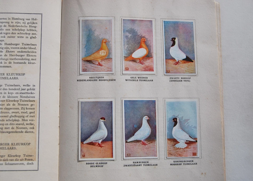 PLEINES FANCY PIGEONS ALBUM ONZE DUIVEN C.S. Th. VAN GINK & C.A.M. SPRUIJT 1920s - Image 2 of 4