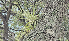 Big Air Plants / Unique Decor /tillandsia, Easy Care Indoor
