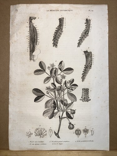 Antique Steel Engraving 1834 Anatomy Medicine Surgery Doctor Doctor Botany