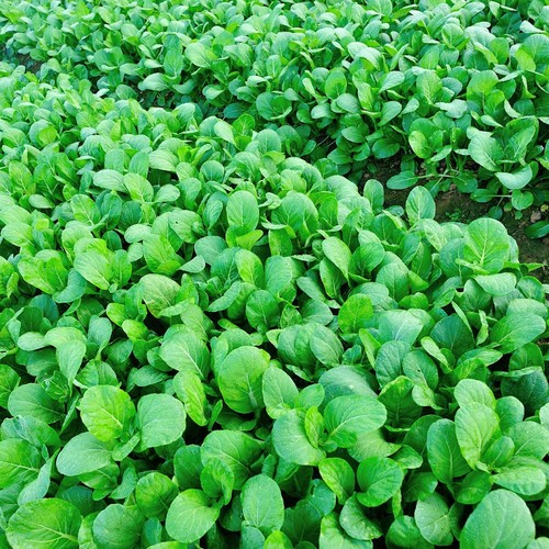 1/4 Lb Tat Soi Chinese Cabbage Seeds - Everwilde Farms Mylar Seed Packet - Picture 2 of 2