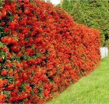 Pyracantha coccinea: pianta da siepe antintrusione bacche rosse per recinti