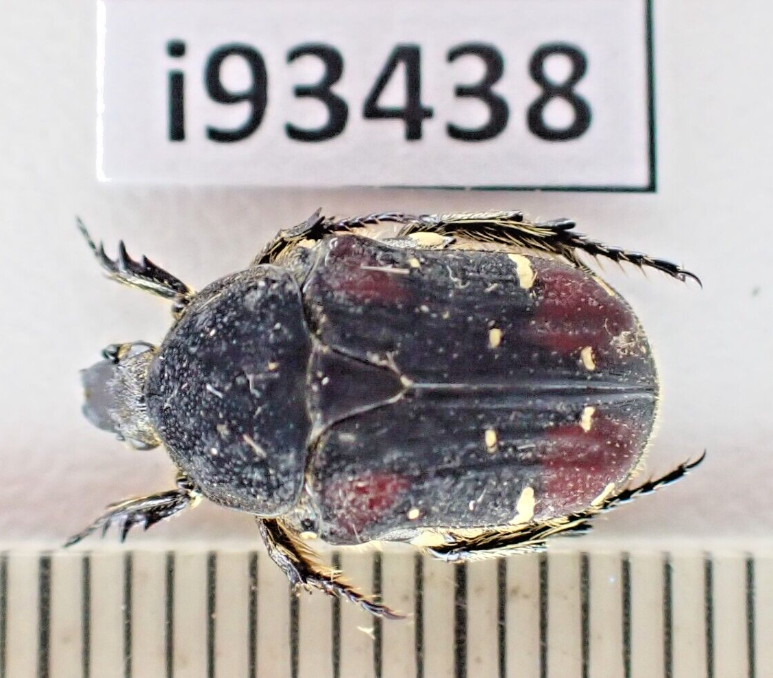 i93438. Insects, Cetoniidae sp. Vietnam, Ha Giang | eBay