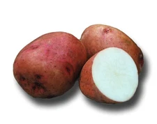 Sangre Potato -2 lbs pounds- Certified Whole Seed Potatoes for Spring