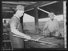 8" x 10" 1938 Photo Farmers' cooperative association making sorghum