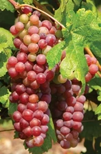 1 -  SUFFOLK RED LIVE SEEDLESS GRAPE VINE PLANT - 1-2 yr Old  " Shipping Now "