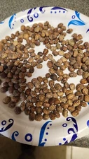 SPECKLED PURPLE HULL PEAS 150 SEEDS 1oz Old Timer purple hull peas
