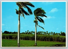 Vtg Postcard Lake Okeechobee Palm Trees Sugar Cane USA Unposted