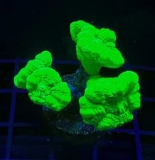 Live Coral Trumpet Neon Green Candy Cane 2-3 Polyps