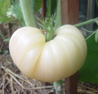 30 Great White Tomato Beefsteak Seeds Heirloom Organic NON GMO  RARE