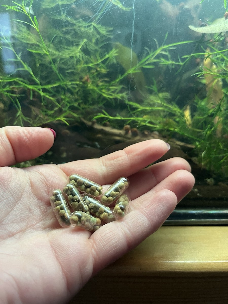 Osmocote Plus Root Tabs Slow Release Aquarium Plant Fertilizer, Qty 50 |  eBay