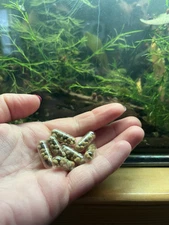 Osmocote Plus Root Tabs Slow Release Aquarium Plant Fertilizer, Qty 100