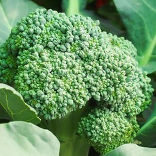 Waltham BROCCOLI 15 VEGETABLE SEEDS FREE USA SHIPPING