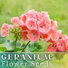 100+ Geranium Seeds -Peachy Keen- Fragrant - Fresh Flower Seeds Non GMO