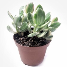 Jade Succulent Live Plant - Crassula Ovata Variegated Healthy Roots With Soil