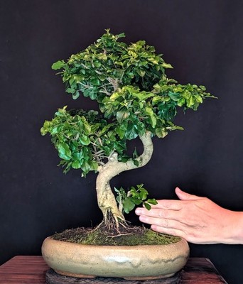 BONSAI CHINESISCHER LIGUSTER LIGUSTRUM SINENSIS  PFLEGELEICHT INDOOR