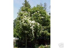 Rose Bobby James weiße Kletterrose Rambler im Topf gewachsen