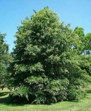 Pin Oak Tree Seeds