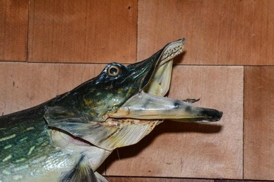 Vintage 35 Northern Pike Taxidermy Fish Mount For Sale Ebay