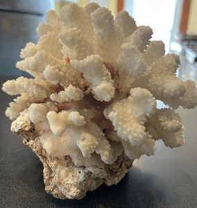 White Branching Coral Specimen Natural Marine Collectible