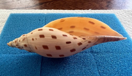 Nice & rare Voluta - Scaphella (Arenia) dubia - GOM trawler - 111mm - Picture 11 of 15