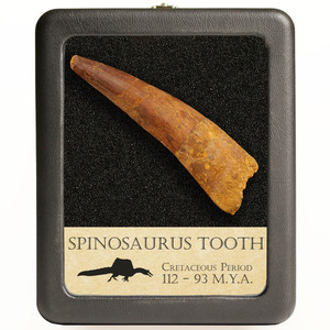 Large Spinosaurus Tooth (5.5 - 7.5 cm) - Cretaceous Period