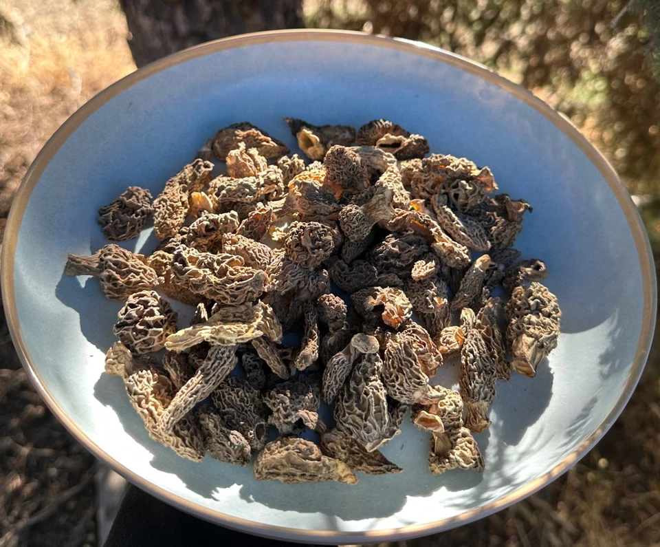 OREGON MUSHROOMS Dried Wild Conica Morel Mushrooms from the USA, Wild Crafted 2025 Crop 1 Lb.