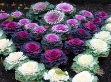 Vegetable - Cabbage Ornamental Mix- 30 Premium Quality Seeds -1st Class 